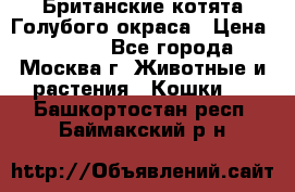 Британские котята Голубого окраса › Цена ­ 8 000 - Все города, Москва г. Животные и растения » Кошки   . Башкортостан респ.,Баймакский р-н